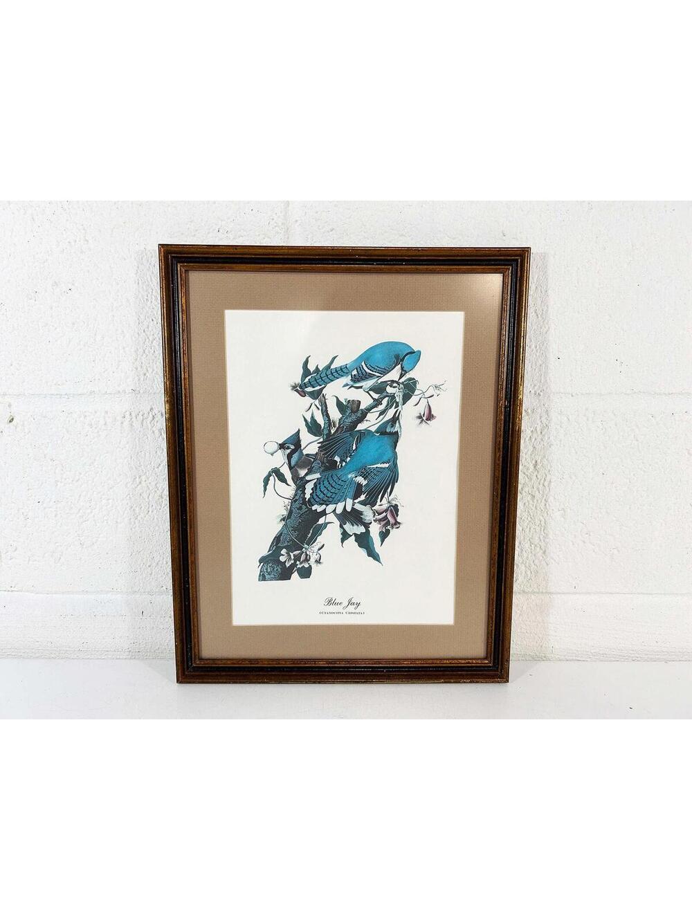 Blue Jay Print John James Audubon Birds of America Framed Art